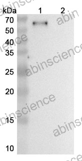 Anti-Human LAG-3 Reference Antibody (Negalstobart, RUO)