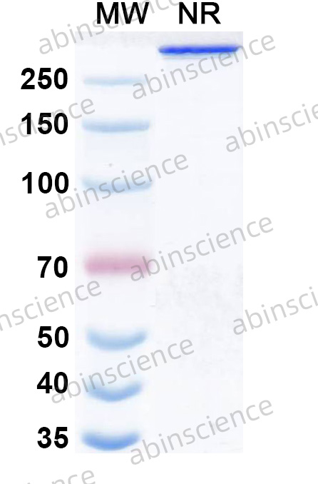 Anti-Human LAG-3 & PD-1 Bispecific Reference Antibody (Emb-02, RUO)