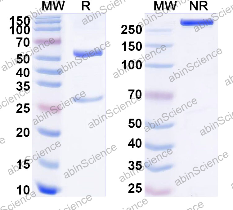 Anti-Human CD35 Monoclonal Antibody (1A627)