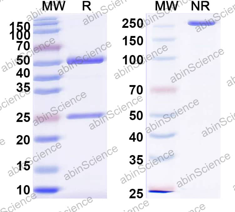Anti-Human GUCY2C Recombinant Antibody (SAA2394)