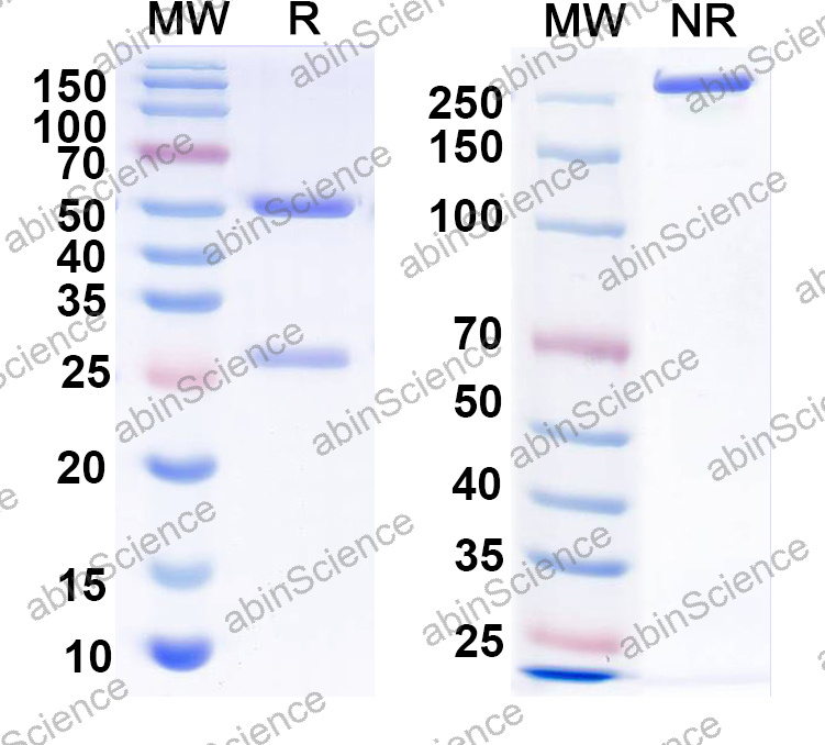 Anti-Human MX1 Monoclonal Antibody (1A680)