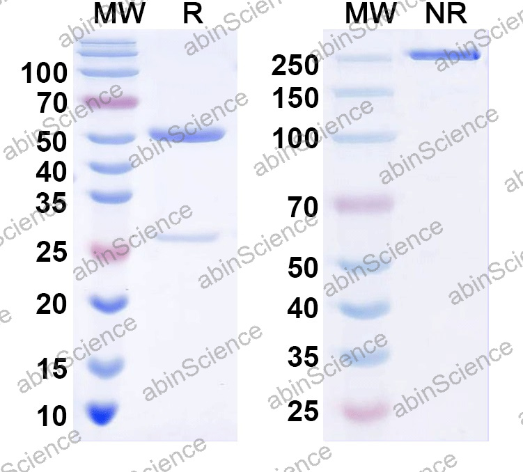 Anti-Human MX1 Monoclonal Antibody (1A681)