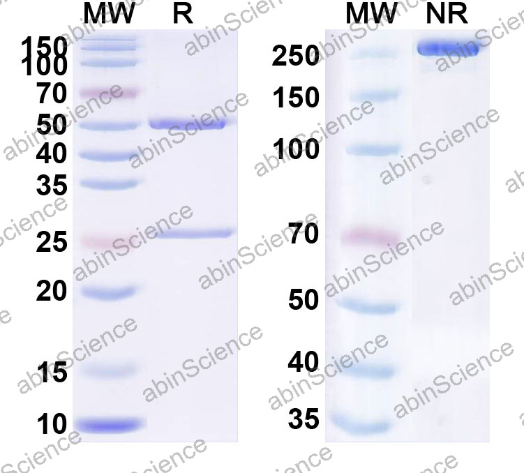 Anti-Human MX1 Monoclonal Antibody (1A682)