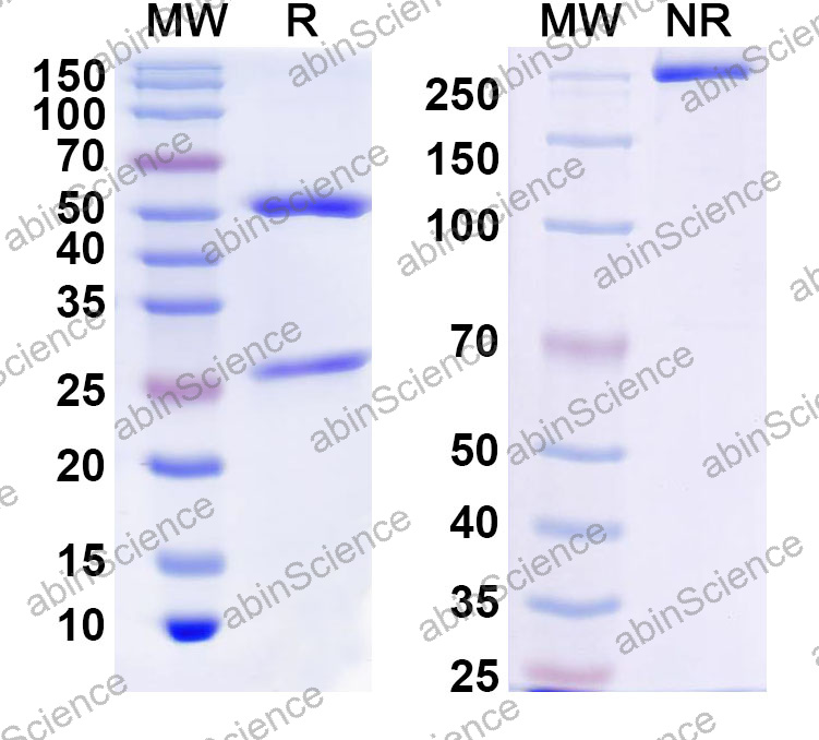 Anti-Human CD13/ANPEP Monoclonal Antibody (1A625)