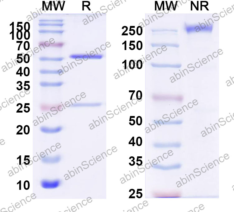 Anti-Human CD13/ANPEP Monoclonal Antibody (1A626)