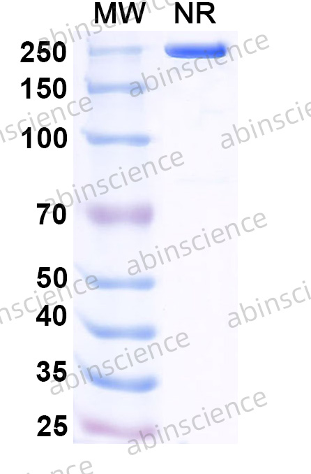 Anti-Human CTLA-4 Reference Antibody (Gotistobart, RUO)