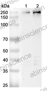 Anti-CD104/ITGB4 Polyclonal Antibody