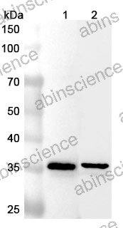 Anti-Human ANXA13 Polyclonal Antibody