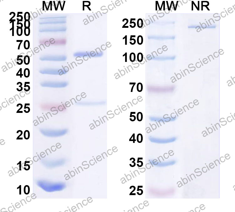 Anti-Human IL-3R alpha/CD123 Monoclonal Antibody (1A566)