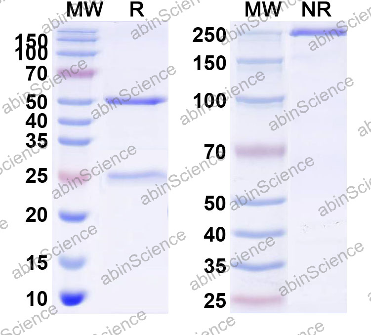Anti-Human IL-3R alpha/CD123 Monoclonal Antibody (1A567)