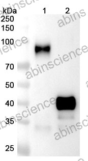 Research Grade Mipletamig