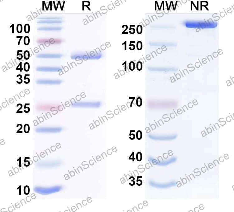 Anti-PACAP38 Recombinant Antibody (Lilly patent anti-PACAP)