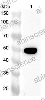 Anti-TACR2 Polyclonal Antibody