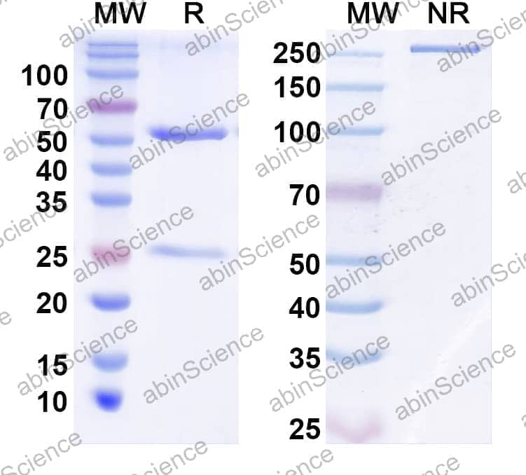 Anti-Human EPHA2 Antibody (SAA2278)