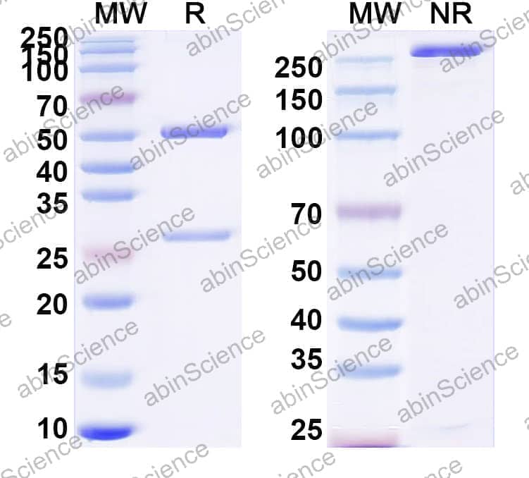 Anti-Human EPHA2 Antibody (SAA2280)