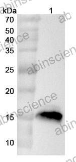 Anti-CALML3 Polyclonal Antibody