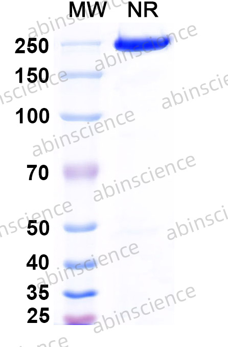Anti-Human CD34 Recombinant Antibody (My10)