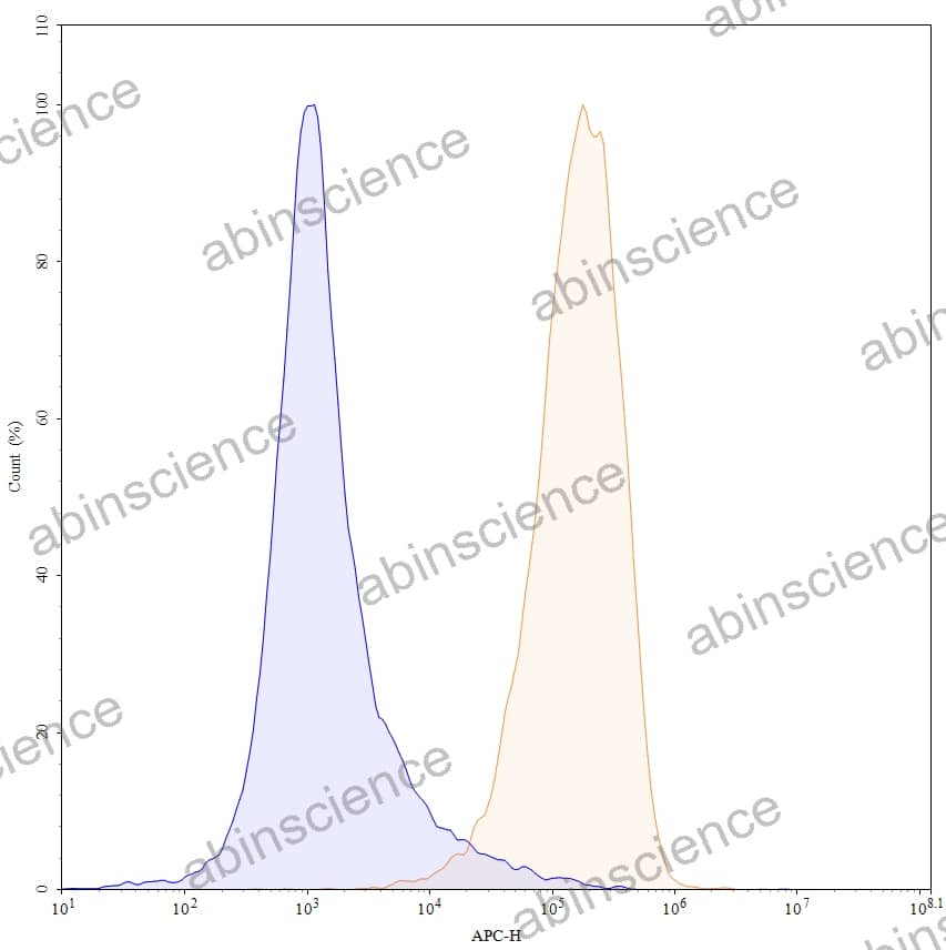 Anti-Human SSTR2/SRIF-1 Recombinant Antibody (18087)