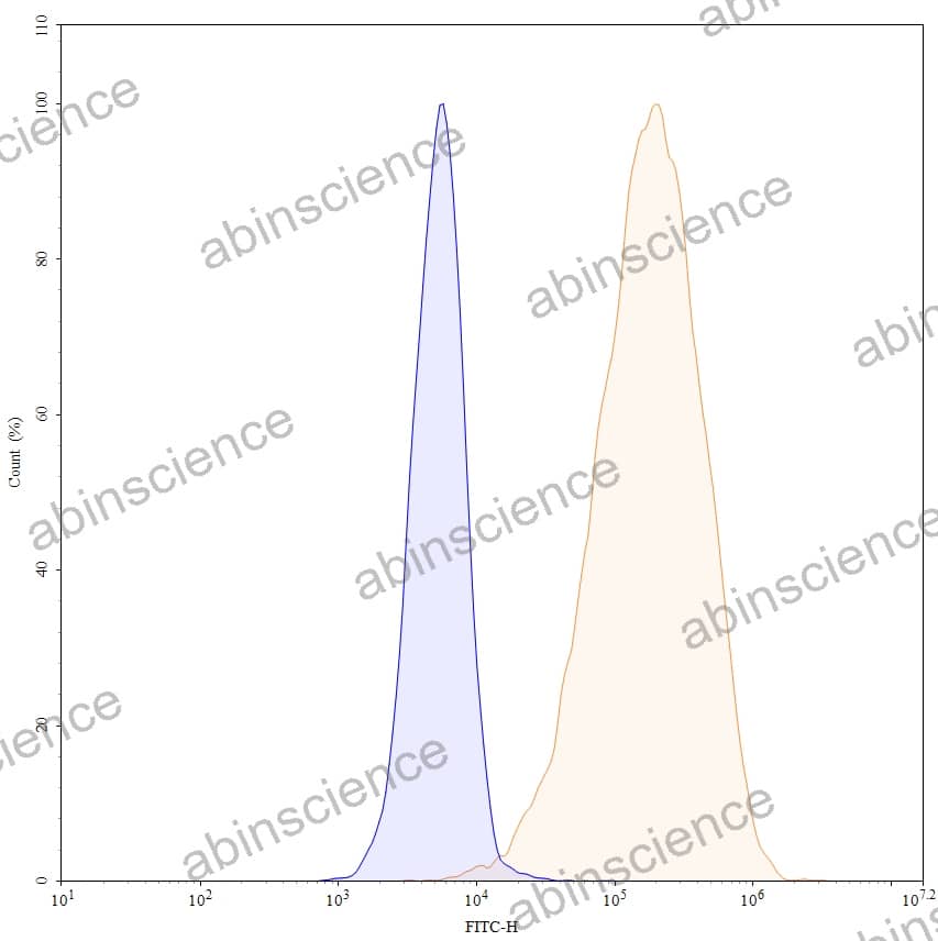 Anti-Human SSTR2/SRIF-1 Recombinant Antibody (18087)
