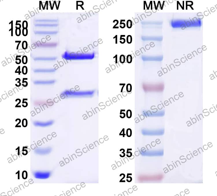 Anti-Human CD27 Ligand/TNFSF7/CD70 Reference Antibody (Tixestobart, RUO)