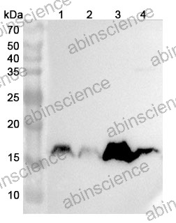 Anti-PRDX5 Polyclonal Antibody