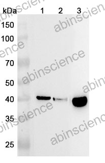 Anti-CPN1 Polyclonal Antibody