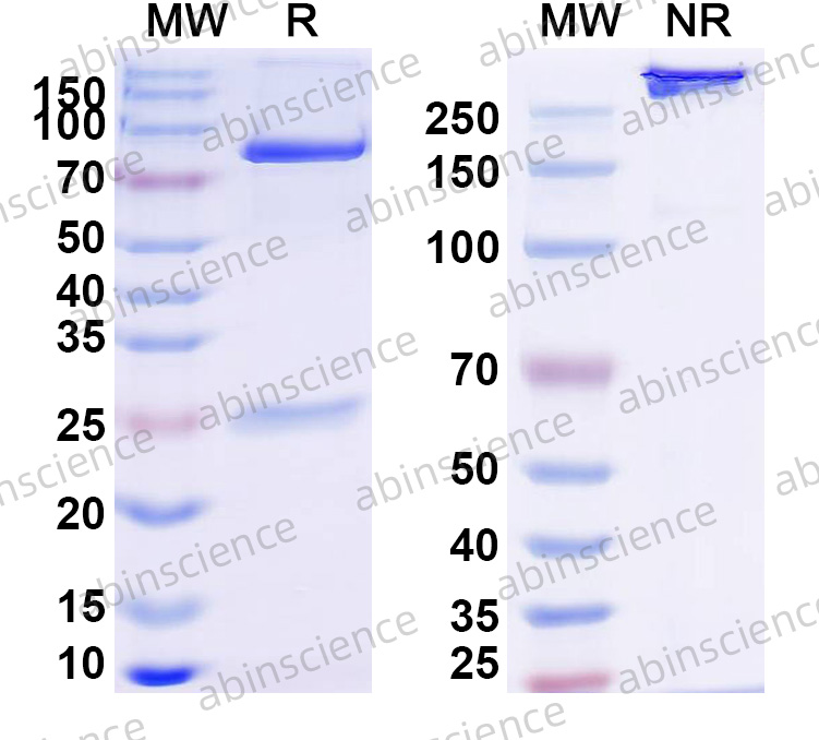 Anti-Human VEGFA & PD-1 Bispecific Reference Antibody (Ivonescimab, RUO)