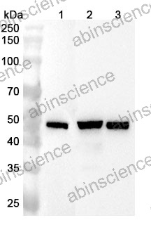Anti-PTPN1 Polyclonal Antibody
