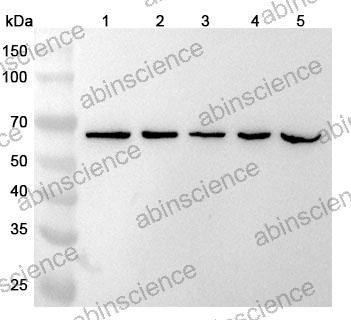 Anti-AOAH Polyclonal Antibody