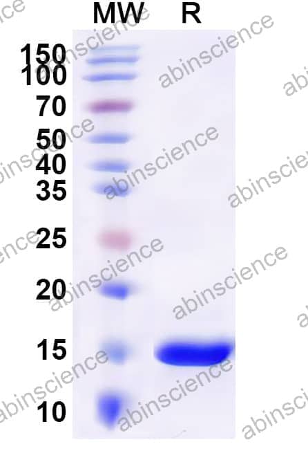 Human TXN2/Thioredoxin Recombinant Protein (N-His)