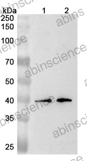 Anti-Human SLC36A1 Polyclonal Antibody
