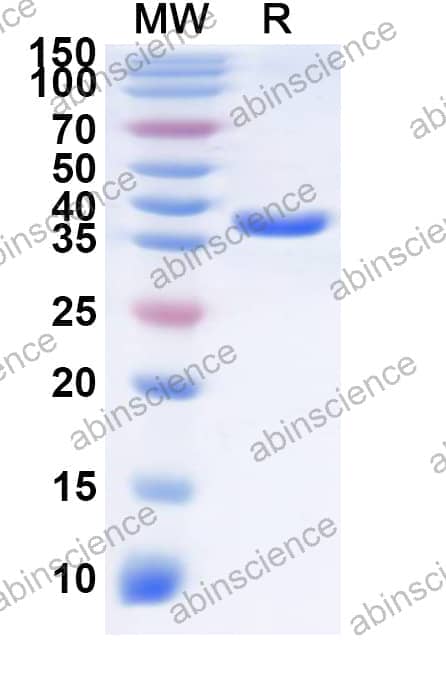 Human OR2C3 Recombinant Protein (N-GST & C-His)