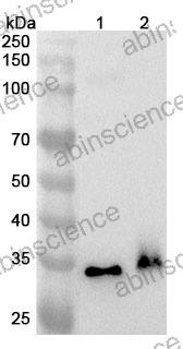 Anti-Human OR2C3 Polyclonal Antibody