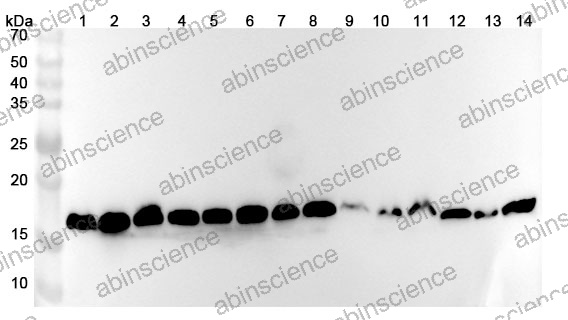 Anti-Human IFITM1 Polyclonal Antibody