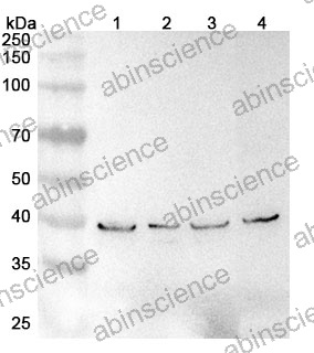 Anti-Human SLC7A5 Polyclonal Antibody