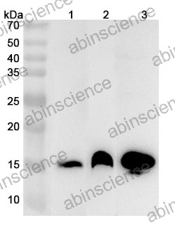 Anti-Human NDUFC2 Polyclonal Antibody