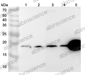 Anti-Human SLC31A2 Polyclonal Antibody