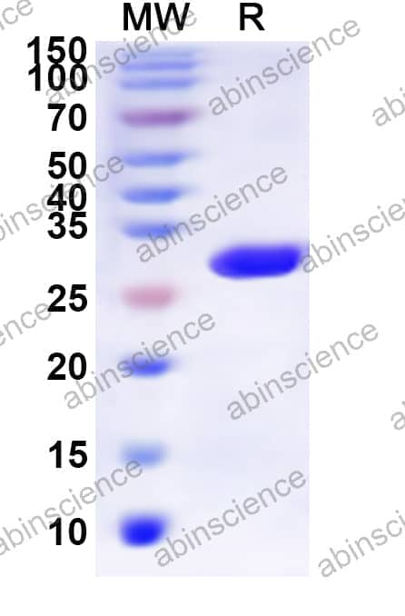 Human HTR5A Recombinant Protein (N-His-KSI)