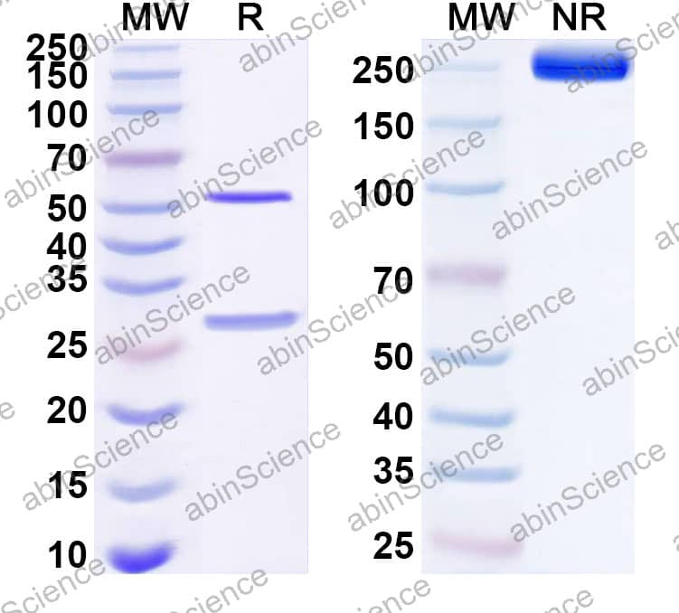 Anti-Human CDCA8/Borealin Recombinant Antibody (SAA2354)