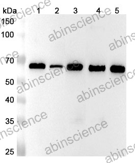Anti-Human TRIM22 Polyclonal Antibody