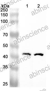 Anti-Human SEPTIN2 Polyclonal Antibody