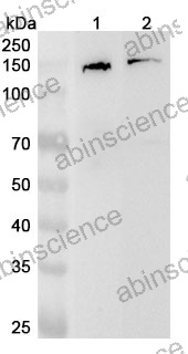 Anti-Human LRPPRC Polyclonal Antibody