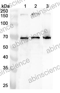 Anti-Human NASP Polyclonal Antibody