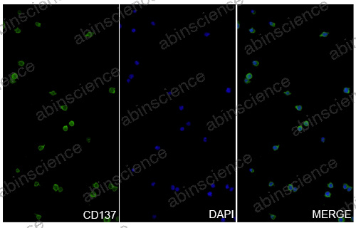 InVivoMAb Anti-Human 4-1BB/TNFRSF9/CD137 Antibody (Iv0099)