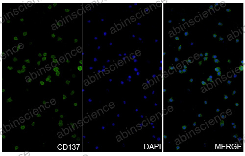 InVivoMAb Anti-Human 4-1BB/TNFRSF9/CD137 Antibody (Iv0138)