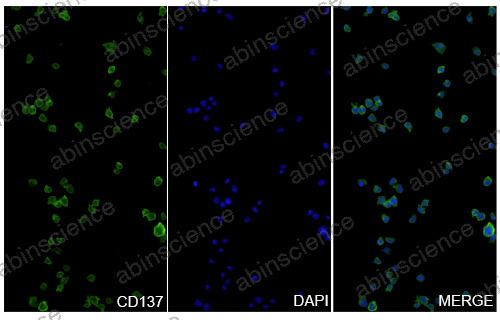 Anti-Human 4-1BB/TNFRSF9/CD137 Reference Antibody (AGEN 2373, RUO)