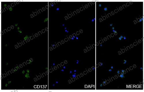 Anti-Human 4-1BB/TNFRSF9/CD137 Recombinant Antibody (SAA0053)