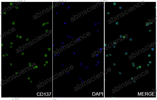Anti-Human 4-1BB/TNFRSF9/CD137 Reference Antibody (Exlinkibart, RUO)
