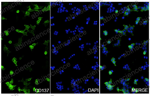 Anti-Human 4-1BB/TNFRSF9/CD137 & PD-L1 & ROR1 & CD3 epsilon Reference Antibody (Nebratamig, RUO)