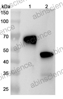 Anti-Human 4-1BB/TNFRSF9/CD137 & PD-L1/B7-H1 & ROR1 & CD3 Reference Antibody (Nebratamig, RUO)